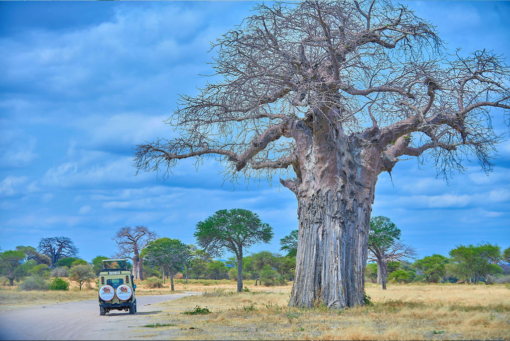4-days-tarangire-01