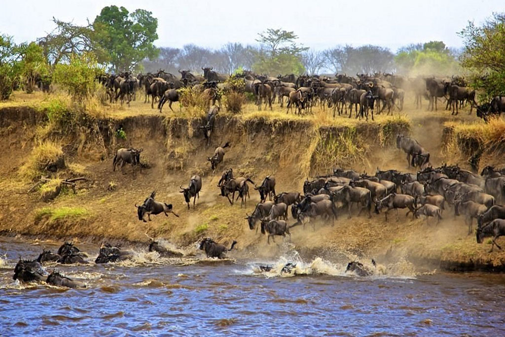 serengeti-004